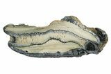 Mammoth Molar Slice With Case - South Carolina #349979-1